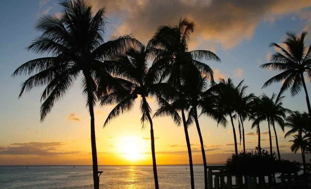 Wailea-beach-sunset-tree