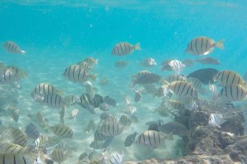 underwater-fish-sharks-cove