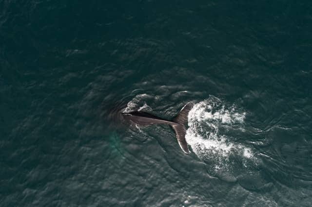 whale-diving-maui