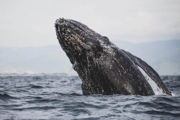 humpback-whale-hawaii