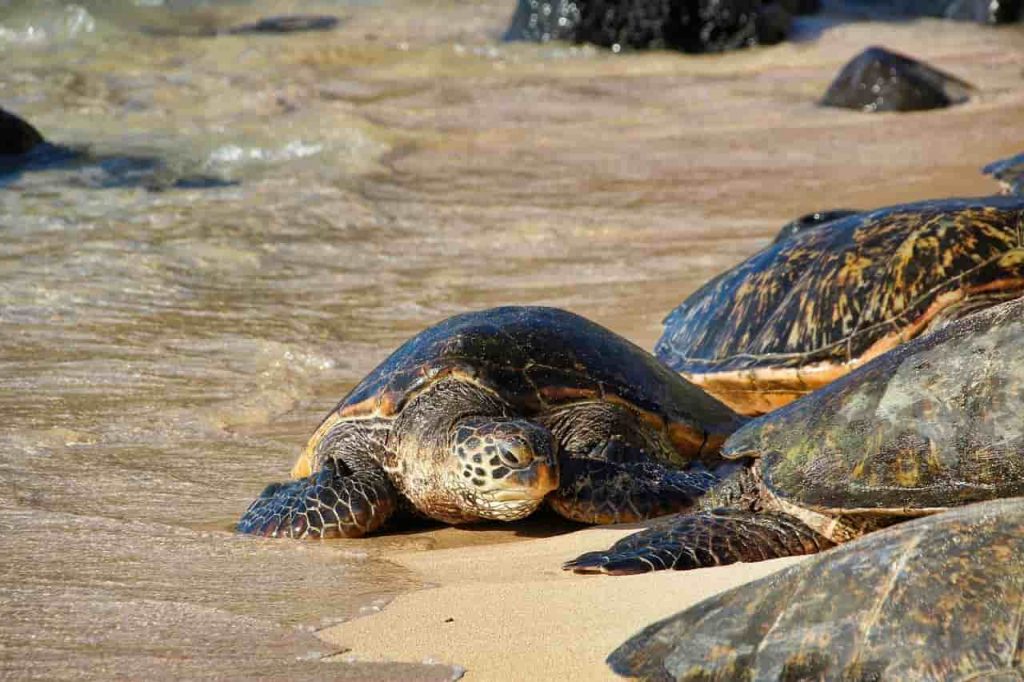 Turtle-Bay-Oahu